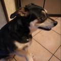 https://be.holidog.com/ImagesPetSitters/32F3E3D2-1657-4477-A088-44646B5B3B44_square_120.jpg Cass-for-pets.--106204-2