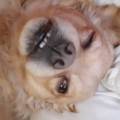 https://be.holidog.com/ImagesPetSitters/330A2998-C1BB-4704-B7F2-8E108BB23F8D_square_120.jpg Sabrina--49308-0