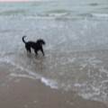 https://be.holidog.com/ImagesPetSitters/33BB01AD-1EAE-4F40-8B9A-73422516130D_square_120.jpg L'amie-des-animaux-421076-0