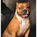 https://be.holidog.com/ImagesPetSitters/3429B17E-1AE4-4E44-A3FB-FC5295773495_square_120.jpg Mégane-passionée-des-animaux-332381-1