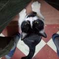https://be.holidog.com/ImagesPetSitters/34B808E7-ECDC-4A2E-BEBB-BCF7F9359DD7_square_120.jpg Garder-vos-animaux-35148-0