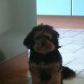 https://be.holidog.com/ImagesPetSitters/35C89CC7-B5B9-452C-8A59-FE0292637B3E_square_120.jpg 13828-2