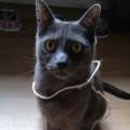 https://be.holidog.com/ImagesPetSitters/362A6CF9-795F-4888-B84A-AF61CDBA56D7_square_120.jpg L'amoureuse-des-animaux--47452-2