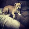 https://be.holidog.com/ImagesPetSitters/365C27A2-FDE9-4FED-AA6D-C3767C0B1389_square_120.jpg L'animal-sera-chez-lui,-chez-moi-152541-1