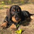 https://be.holidog.com/ImagesPetSitters/3692FB56-2914-4A23-9F41-F681231424BD_square_120.jpg Le-Gerta-a-vostra-disposizione!-140639-2