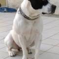 https://be.holidog.com/ImagesPetSitters/36DDE506-B237-4D65-AFB0-AC3AA9BC4DA5_square_120.jpg Tanto-affetto,giochi-e-coccole..-116097-0