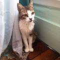 https://be.holidog.com/ImagesPetSitters/374530EF-E1CD-4695-9E3A-4B9F2966043F_square_120.jpg Au-Bonheur-des-Chiens-et-des-Chats-266809-3