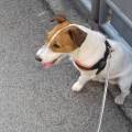 https://be.holidog.com/ImagesPetSitters/3745D3F9-88D5-4DAB-863E-ECC7C4A4FC34_square_120.jpg Vi-do-una-zampa!-138119-2