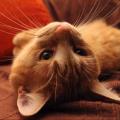 https://be.holidog.com/ImagesPetSitters/384B52EB-99A7-4150-A183-DA0894588156_square_120.jpg 156105-1