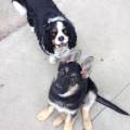 https://be.holidog.com/ImagesPetSitters/384B5611-ADA9-4303-8872-CBE3636233B0_square_120.jpg Cha-en-promenade-et-toujours-là-!--25622-2