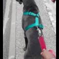 https://be.holidog.com/ImagesPetSitters/387A5D24-F776-4AF2-AF30-4A7274B4D863_square_120.jpg Pet-sitting--420036-3