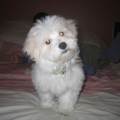 https://be.holidog.com/ImagesPetSitters/38B1423A-241B-4A6C-9400-17188FC7F649_square_120.jpg Le-paradis-des-chiens-44912-1