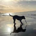 https://be.holidog.com/ImagesPetSitters/391DA701-54F9-4477-895F-808E4AD37A0C_square_120.jpg Etudiant-vétérinaire-52425-3