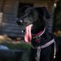 https://be.holidog.com/ImagesPetSitters/397B00E9-2B36-4B85-BE76-E6EA1AEA0D4D_square_120.jpg Un'amica-fedele-118759-3
