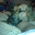https://be.holidog.com/ImagesPetSitters/399FCEEB-0B44-4226-826B-C8D1248CCE19_square_120.jpg 10764-0