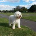 https://be.holidog.com/ImagesPetSitters/3A4A50A7-682A-4FEF-B2C8-5C0763209A59_square_120.jpg â„-Pet-lover-â„-126075-1