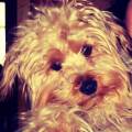 https://be.holidog.com/ImagesPetSitters/3A675A96-8E6E-4A1C-88D2-ED27095D30E2_square_120.jpg Coccole-e-amore-42469-1