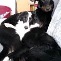 https://be.holidog.com/ImagesPetSitters/3B3EAA05-E478-421C-9B2C-A0E913D7CD6A_square_120.jpg 63573-0