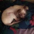 https://be.holidog.com/ImagesPetSitters/3B8D16AF-A8E1-4C10-9DF8-693F0B7FDFEA_square_120.jpg Come-a-casa-39820-3