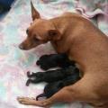 https://be.holidog.com/ImagesPetSitters/3CB78547-3215-4C60-A9B2-6DB17D9CF9B6_square_120.jpg Nuova-amica-per-il-tuo-cucciolo!-1995-3