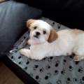 https://be.holidog.com/ImagesPetSitters/3DB44BAD-7646-46B1-BAC8-FDC0DC81C500_square_120.jpg Un-passionné-des-chiens.-72721-3
