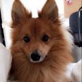 https://be.holidog.com/ImagesPetSitters/3E11F50D-9E2B-43CA-B252-6AA615ED120F_square_120.jpg Chez-Lucky-et-Morgane-!--332277-2