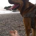 https://be.holidog.com/ImagesPetSitters/3F174076-FBCE-4664-A23F-C37AD8BA7135_square_120.jpg Dog-walker,-pet-care-12475-2