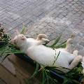 https://be.holidog.com/ImagesPetSitters/3F8760F9-3FFD-43B0-AC1A-4508DCB02580_square_120.jpg 4112-2