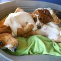 https://be.holidog.com/ImagesPetSitters/3F8AF0D0-7489-4120-A35C-03DF77C679D0_square_120.jpg 3878-2