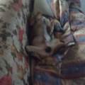 https://be.holidog.com/ImagesPetSitters/407401CB-4741-4CD4-B2AD-A459289ACCC2_square_120.jpg "giocattolo-per-cani"-145740-2