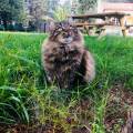 https://be.holidog.com/ImagesPetSitters/4122AE86-35CA-47A0-9D69-F0DACB5B963A_square_120.jpg Amoureuse-des-animaux-483576-2