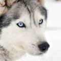https://be.holidog.com/ImagesPetSitters/4293EC3D-8457-4AF2-AF35-CAF14F060BE3_square_120.jpg Garde-de-chiens-par-un-passionné--495442-2