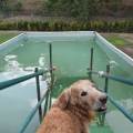 https://be.holidog.com/ImagesPetSitters/429DFFBE-6D4A-493A-81B3-405BC331FBC7_square_120.jpg Siamo-tutti-importante-169486-1