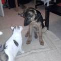 https://be.holidog.com/ImagesPetSitters/42D013A5-0747-4462-B0FA-239B114A49F6_square_120.jpg L'entre-de-Noé--40143-2