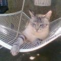 https://be.holidog.com/ImagesPetSitters/4396127B-AE75-4179-BBB7-108BCCE160C4_square_120.jpg 1,2,3-petites-pa(ttes)-;)-10763-3