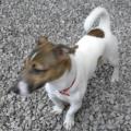 https://be.holidog.com/ImagesPetSitters/448B6860-EBFA-4A05-BAF8-7BD8383F9BA0_square_120.jpg paradiso-dei-cani-22072-0