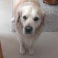 https://be.holidog.com/ImagesPetSitters/44FCACA8-8779-43A2-B025-CF3791FDEE06_square_120.jpg 156105-3