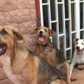 https://be.holidog.com/ImagesPetSitters/456B2739-7F47-43E8-907B-42C93F577877_square_120.jpg Il-migliore-amico-del-cane-23084-1