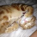 https://be.holidog.com/ImagesPetSitters/461915DB-60A8-44EE-9670-7B8D530E49DC_square_120.jpg Au-royaume-des-animaux--58867-0