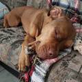 https://be.holidog.com/ImagesPetSitters/46689D60-2873-489E-89D9-26269E9E6C73_square_120.jpg Francine-Russo-34602-2