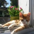 https://be.holidog.com/ImagesPetSitters/4701FAF8-1FC0-4CC9-9F18-C6393674C18D_square_120.jpg 47510-0