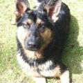 https://be.holidog.com/ImagesPetSitters/4728DE01-A7CC-4EEE-B10F-D9A2DA294A4B_square_120.jpg doggy-bag-9632-2