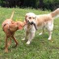 https://be.holidog.com/ImagesPetSitters/479FA108-F262-409C-9689-A2876A9456D4_square_120.jpg 116491-2
