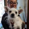 https://be.holidog.com/ImagesPetSitters/4886E633-7506-4E5E-A77D-A8FEF046A663_square_120.jpg "giocattolo-per-cani"-145740-0
