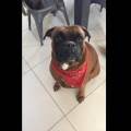 https://be.holidog.com/ImagesPetSitters/488C3446-F61B-4A90-BA17-A9CBD984692A_square_120.jpg Petsitter-Tilff-35995-2