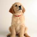 https://be.holidog.com/ImagesPetSitters/48E86C3A-80C2-4F65-8370-8756FD16C8F4_square_120.jpg Dogsitter--38305-0