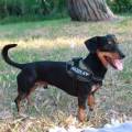 https://be.holidog.com/ImagesPetSitters/4905D249-409D-4DDA-9833-72E0D545D231_square_120.jpg Svago-e-affidabilità-135342-1