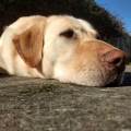 https://be.holidog.com/ImagesPetSitters/496A0FDF-3297-4C1A-A89A-0A3ABF3DAEFE_square_120.jpg 447400-2