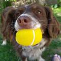 https://be.holidog.com/ImagesPetSitters/49D463A6-F91E-472D-BA42-3E2A4CF772AE_square_120.jpg Pleins-de-câlins-52503-1