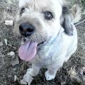 https://be.holidog.com/ImagesPetSitters/49F18848-64DC-4857-A6B5-779756FD9E2C_square_120.jpg Happy-to-take-care-of-your-dog-10218-1